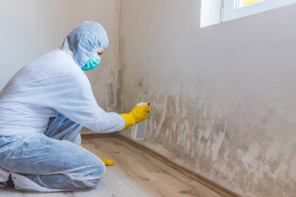 Licensed Mold Removal service in Pennington, NJ - Car Mold Remediation